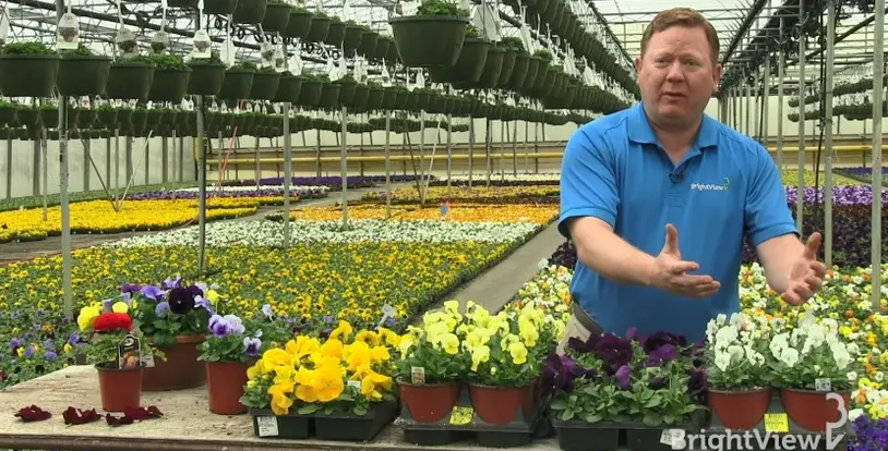 Flowers color Bruce Hellerick